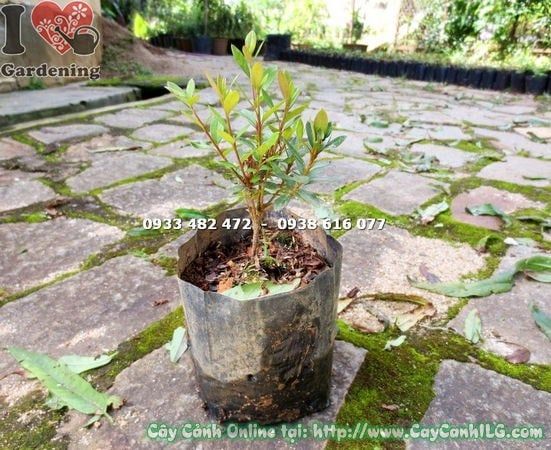Cây Đỗ Quyên Phú Quốc – Ý Nghĩa, Cách Chăm Sóc & Mua Bán Sỉ Lẻ Giá Tốt Tại TP.HCM