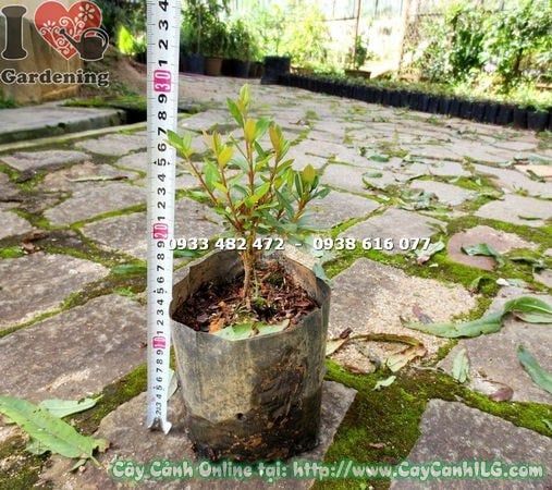 Cây Đỗ Quyên Phú Quốc – Ý Nghĩa, Cách Chăm Sóc & Mua Bán Sỉ Lẻ Giá Tốt Tại TP.HCM