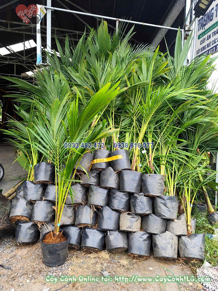 Cây dừa cao 1m trồng chậu tại vườn ILG