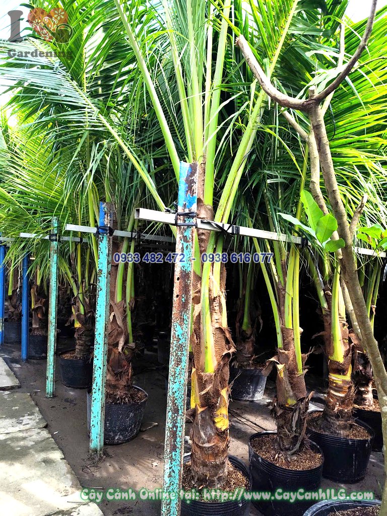 Cây dừa lóng 0.5m cao 3m trồng cảnh quan sân vườn