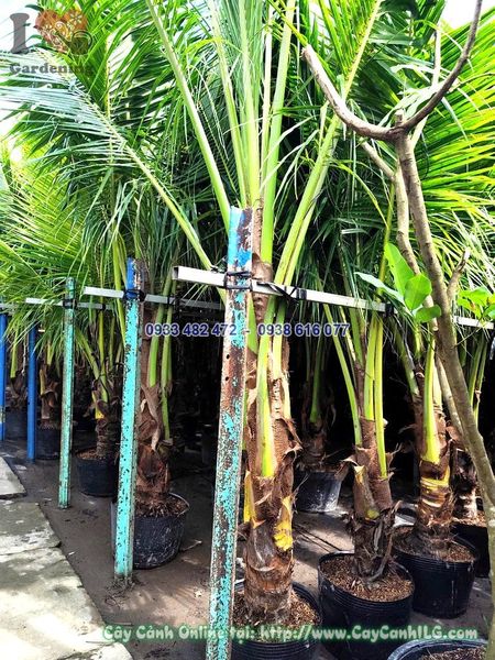 Cây Dừa Lóng 0.5m Cao 3m