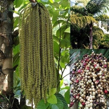 Cây Đủng Đỉnh – Ý Nghĩa, Cách Chăm Sóc & Mua Bán Sỉ Lẻ Giá Tốt Tại TP.HCM