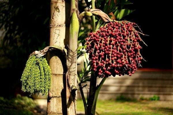 Cây Đủng Đỉnh – Ý Nghĩa, Cách Chăm Sóc & Mua Bán Sỉ Lẻ Giá Tốt Tại TP.HCM