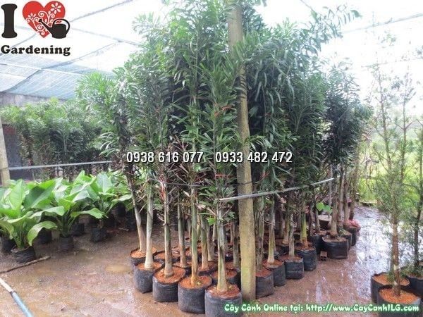 Cây Đủng Đỉnh – Ý Nghĩa, Cách Chăm Sóc & Mua Bán Sỉ Lẻ Giá Tốt Tại TP.HCM