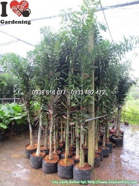 Cây Đủng Đỉnh – Ý Nghĩa, Cách Chăm Sóc & Mua Bán Sỉ Lẻ Giá Tốt Tại TP.HCM