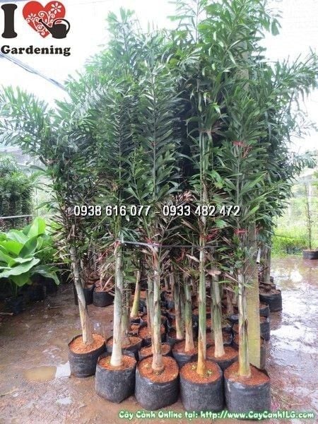 Cây Đủng Đỉnh – Ý Nghĩa, Cách Chăm Sóc & Mua Bán Sỉ Lẻ Giá Tốt Tại TP.HCM