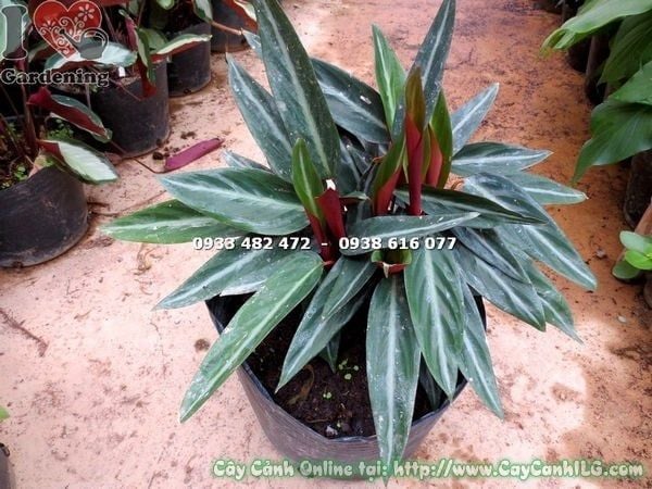 Cây Đuôi Phụng Lá Trơn Loại Mới – Ý Nghĩa, Cách Chăm Sóc & Mua Bán Sỉ Lẻ Giá Tốt Tại TP.HCM