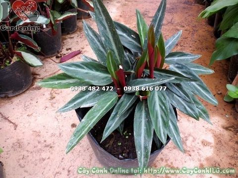 Cây Đuôi Phụng Lá Trơn Loại Mới – Ý Nghĩa, Cách Chăm Sóc & Mua Bán Sỉ Lẻ Giá Tốt Tại TP.HCM