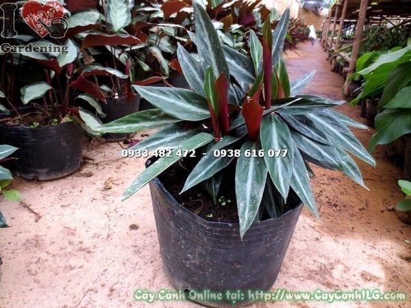 Cây Đuôi Phụng Lá Trơn Loại Mới – Ý Nghĩa, Cách Chăm Sóc & Mua Bán Sỉ Lẻ Giá Tốt Tại TP.HCM