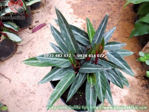 Cây Đuôi Phụng Lá Trơn Loại Mới – Ý Nghĩa, Cách Chăm Sóc & Mua Bán Sỉ Lẻ Giá Tốt Tại TP.HCM
