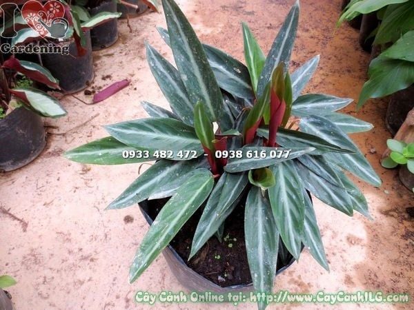 Cây Đuôi Phụng Lá Trơn Loại Mới – Ý Nghĩa, Cách Chăm Sóc & Mua Bán Sỉ Lẻ Giá Tốt Tại TP.HCM