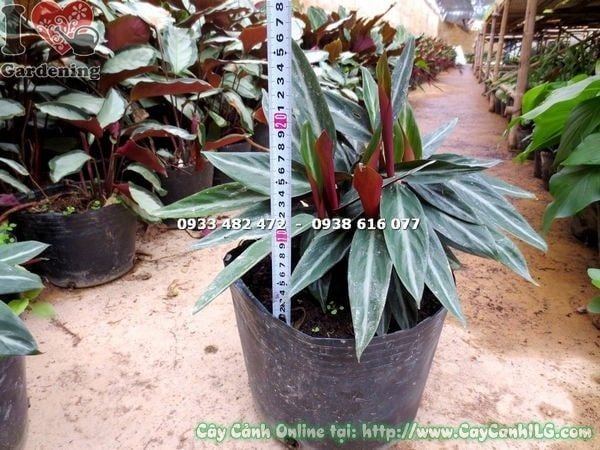 Cây Đuôi Phụng Lá Trơn Loại Mới – Ý Nghĩa, Cách Chăm Sóc & Mua Bán Sỉ Lẻ Giá Tốt Tại TP.HCM