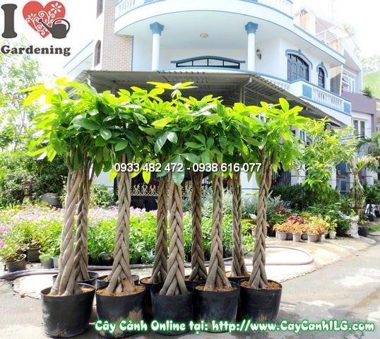 Cây Đuôi Sam – Ý Nghĩa, Cách Chăm Sóc & Mua Bán Sỉ Lẻ Giá Tốt Tại TP.HCM