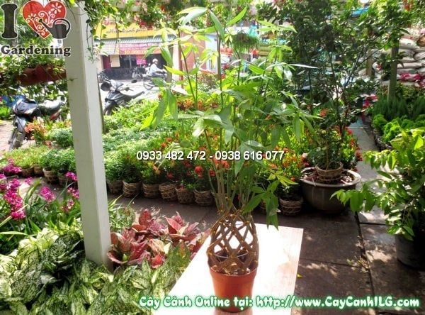 Cây Đuôi Sam – Ý Nghĩa, Cách Chăm Sóc & Mua Bán Sỉ Lẻ Giá Tốt Tại TP.HCM