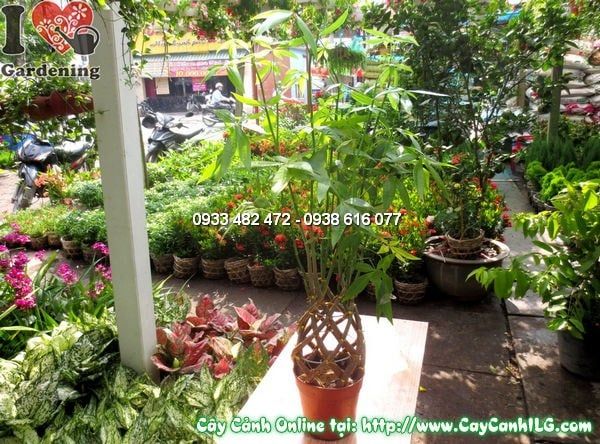 Cây Đuôi Sam – Ý Nghĩa, Cách Chăm Sóc & Mua Bán Sỉ Lẻ Giá Tốt Tại TP.HCM
