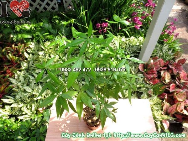 Cây Đuôi Sam – Ý Nghĩa, Cách Chăm Sóc & Mua Bán Sỉ Lẻ Giá Tốt Tại TP.HCM