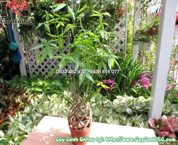 Cây Đuôi Sam – Ý Nghĩa, Cách Chăm Sóc & Mua Bán Sỉ Lẻ Giá Tốt Tại TP.HCM