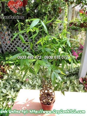 Cây Đuôi Sam – Ý Nghĩa, Cách Chăm Sóc & Mua Bán Sỉ Lẻ Giá Tốt Tại TP.HCM