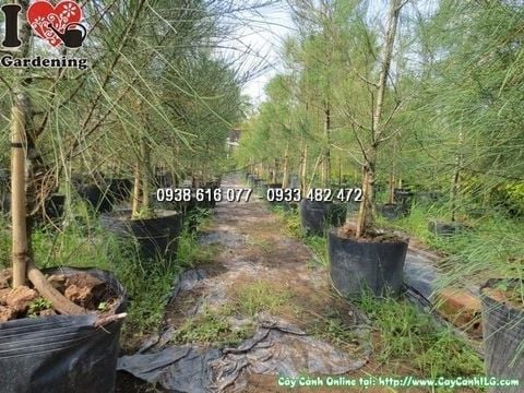 Mua Bán Cây Dương (Phi Lao) sỉ & lẻ giá tốt TP. Hồ Chí Minh