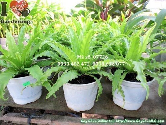 Cây Dương Xỉ – Ý Nghĩa, Cách Chăm Sóc & Mua Bán Sỉ Lẻ Giá Tốt Tại TP.HCM