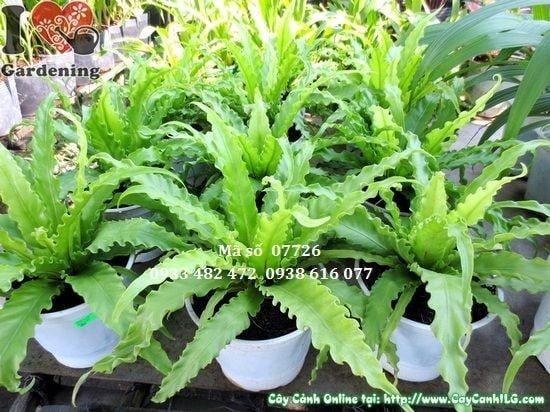 Cây Dương Xỉ – Ý Nghĩa, Cách Chăm Sóc & Mua Bán Sỉ Lẻ Giá Tốt Tại TP.HCM