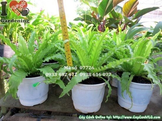 Cây Dương Xỉ – Ý Nghĩa, Cách Chăm Sóc & Mua Bán Sỉ Lẻ Giá Tốt Tại TP.HCM