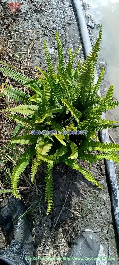 Bụi dương xỉ lá me cao 30cm được tưới ẩm thường xuyên
