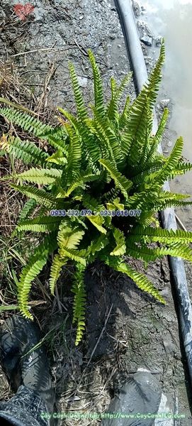 Cây Dương Xỉ Lá Me Bụi Sum Suê Cao 30cm