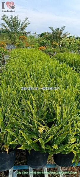 Cây Dương Xỉ Lá Me Bụi Sum Suê Cao 30cm