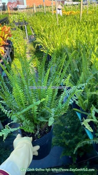 Cây Dương Xỉ Lá Me Bụi Sum Suê Cao 30cm