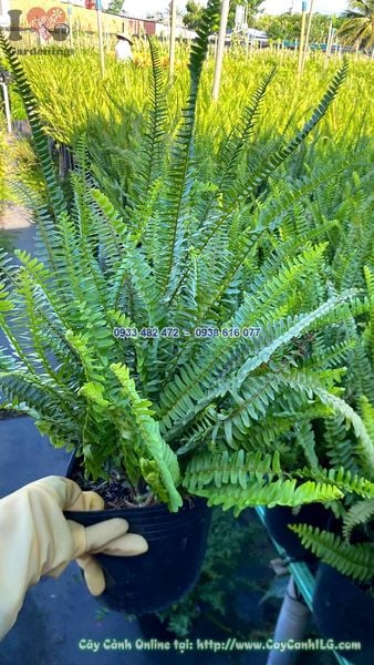 Cây Dương Xỉ Lá Me Bụi Sum Suê Cao 30cm