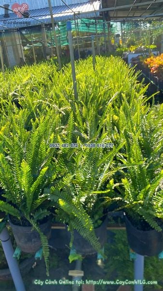 Cây Dương Xỉ Lá Me Bụi Sum Suê Cao 30cm