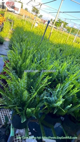 Cây Dương Xỉ Lá Me Bụi Sum Suê Cao 30cm