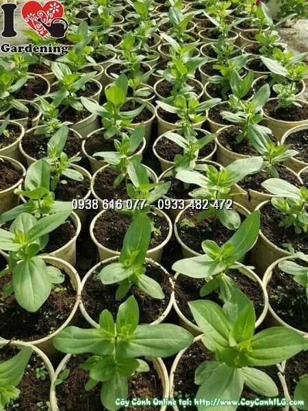 Cây Duyên Cúc – Ý Nghĩa, Cách Chăm Sóc & Mua Bán Sỉ Lẻ Giá Tốt Tại TP.HCM