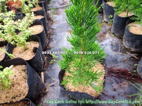 Cây Duyên Tùng – Ý Nghĩa, Cách Chăm Sóc & Mua Bán Sỉ Lẻ Giá Tốt Tại TP.HCM