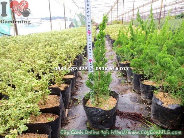 Cây Duyên Tùng – Ý Nghĩa, Cách Chăm Sóc & Mua Bán Sỉ Lẻ Giá Tốt Tại TP.HCM