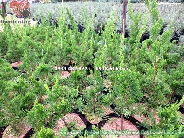 Cây Duyên Tùng – Ý Nghĩa, Cách Chăm Sóc & Mua Bán Sỉ Lẻ Giá Tốt Tại TP.HCM
