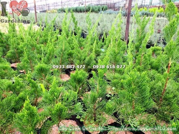 Cây Duyên Tùng – Ý Nghĩa, Cách Chăm Sóc & Mua Bán Sỉ Lẻ Giá Tốt Tại TP.HCM