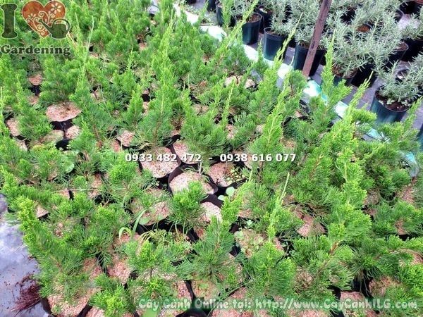 Cây Duyên Tùng – Ý Nghĩa, Cách Chăm Sóc & Mua Bán Sỉ Lẻ Giá Tốt Tại TP.HCM