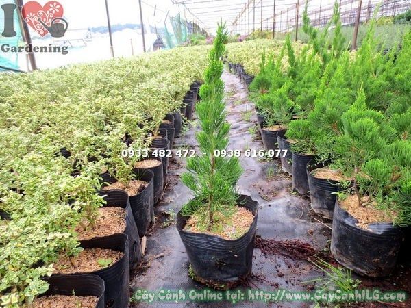 Cây Duyên Tùng – Ý Nghĩa, Cách Chăm Sóc & Mua Bán Sỉ Lẻ Giá Tốt Tại TP.HCM