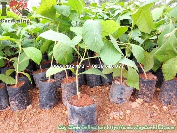 Cây Giá Tỵ – Ý Nghĩa, Cách Chăm Sóc & Mua Bán Sỉ Lẻ Giá Tốt Tại TP.HCM