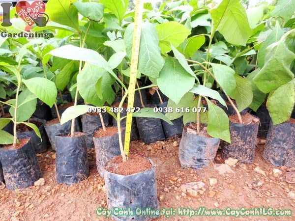 Cây Giá Tỵ – Ý Nghĩa, Cách Chăm Sóc & Mua Bán Sỉ Lẻ Giá Tốt Tại TP.HCM