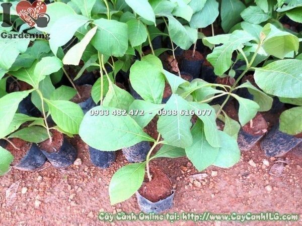 Cây Giá Tỵ – Ý Nghĩa, Cách Chăm Sóc & Mua Bán Sỉ Lẻ Giá Tốt Tại TP.HCM