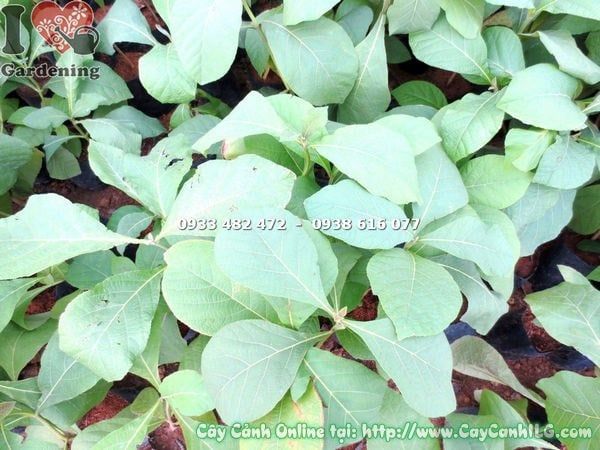 Cây Giá Tỵ – Ý Nghĩa, Cách Chăm Sóc & Mua Bán Sỉ Lẻ Giá Tốt Tại TP.HCM