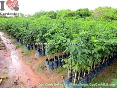 Mua Bán Cây Giáng Hương Sỉ & Lẻ Giá Tốt TP. Hồ Chí Minh