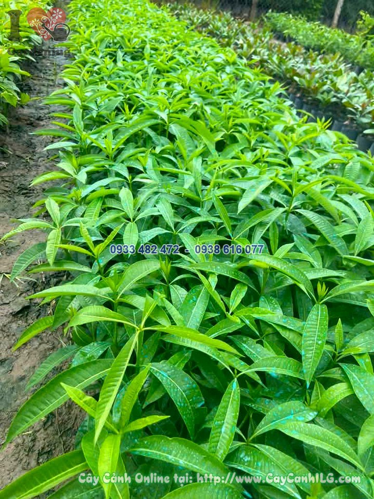 Cây giống hoa sữa cao 30cm ươm bầu tại vườn ILG