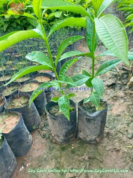 Cây Giống Hoa Sữa Cao 30cm