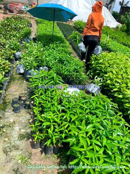 Cây Giống Hoa Sữa Cao 30cm