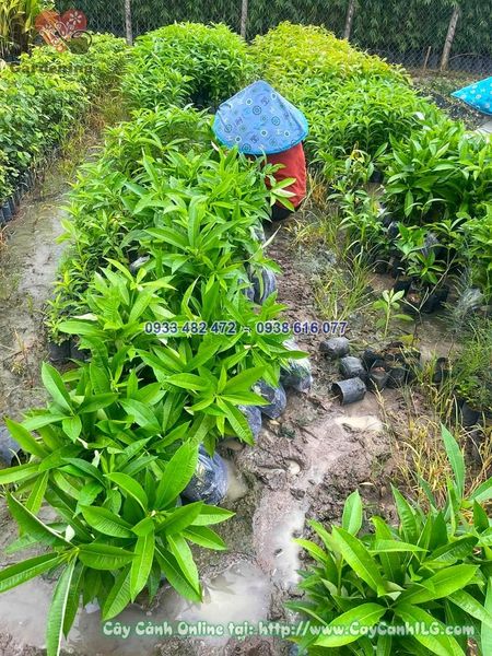 Cây Giống Hoa Sữa Cao 30cm