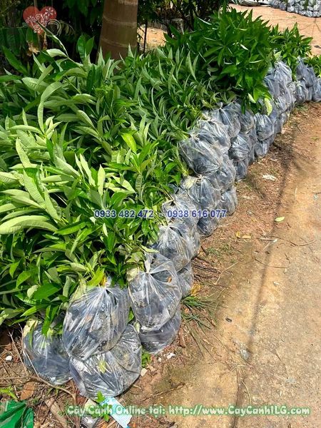 Cây Giống Hoa Sữa Cao 30cm